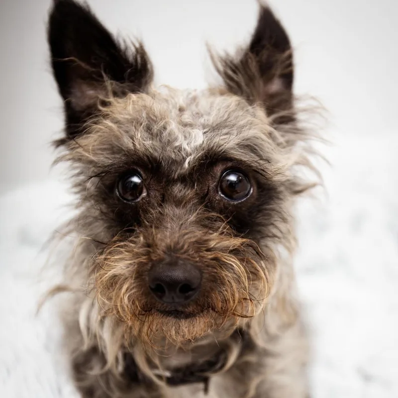 A young small-sized female Gray / Blue / Silver Cairn Terrier dog named Mickie for adoption in Santa Monica, CA