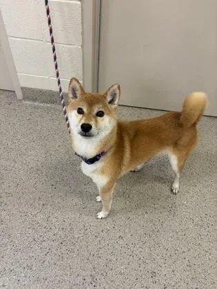 An adult small-sized female Shiba Inu dog named Mina for adoption in Fishers, IN