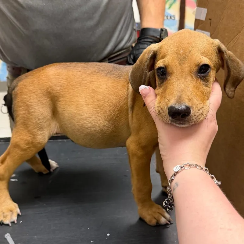 A baby small-sized male Red / Chestnut / Orange Hound dog named Knoxx for adoption in Lufkin, TX