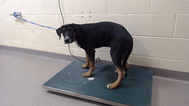 A baby small-sized male German Shepherd Dog dog named Choco for adoption in Denver, CO