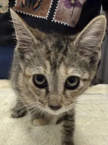 A baby small-sized female Domestic Short Hair cat named Princess Daisy for adoption in Fishers, IN