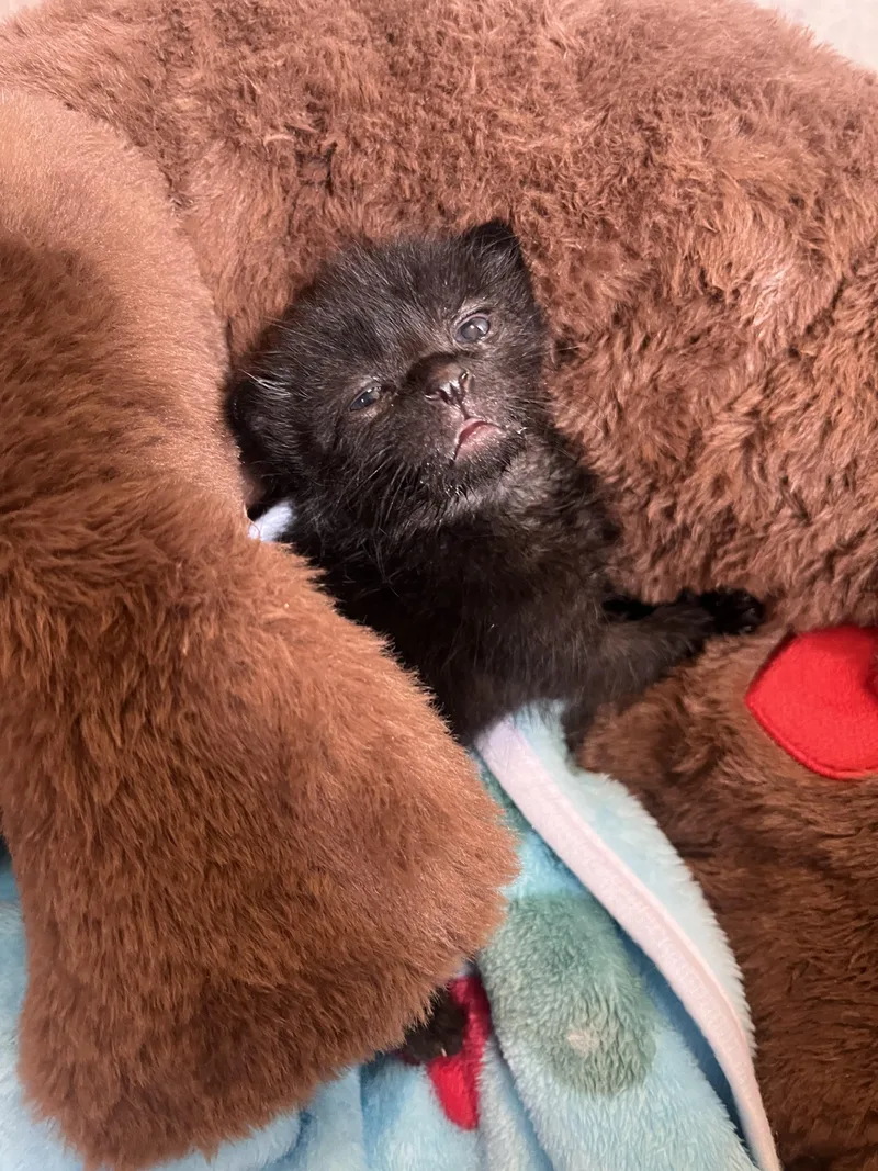 Chewbacca thumbnail 3