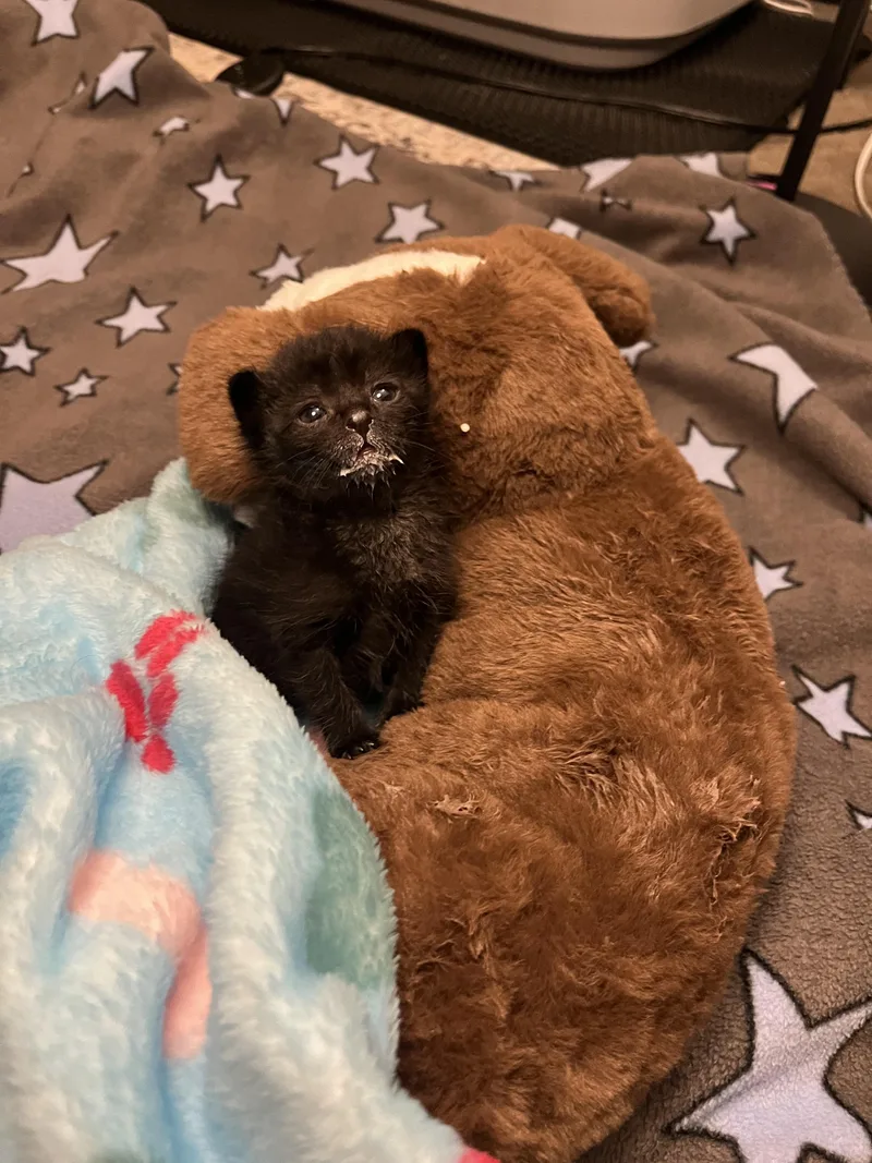 Chewbacca thumbnail 4