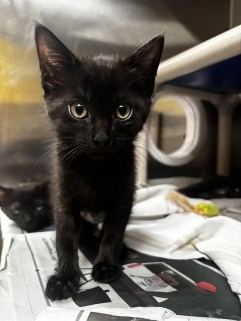 A baby small-sized male Domestic Medium Hair cat named Badger for adoption in Alameda, CA