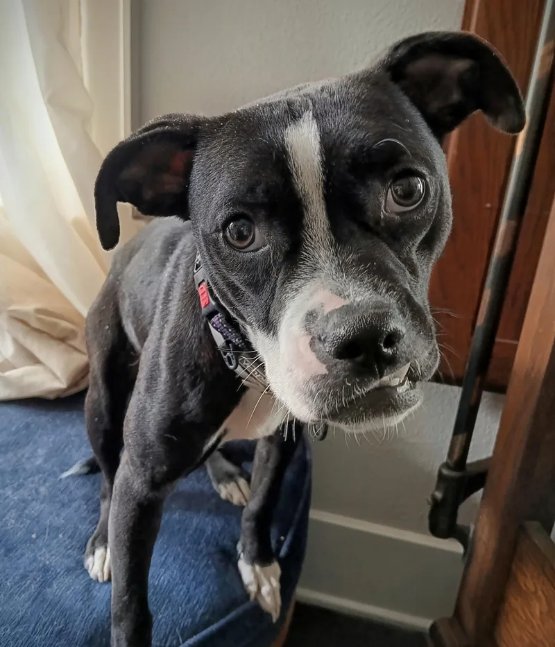 Dixie