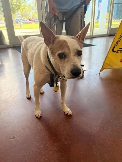 An adult medium-sized male Cattle Dog dog named Spot for adoption in New Orleans, LA