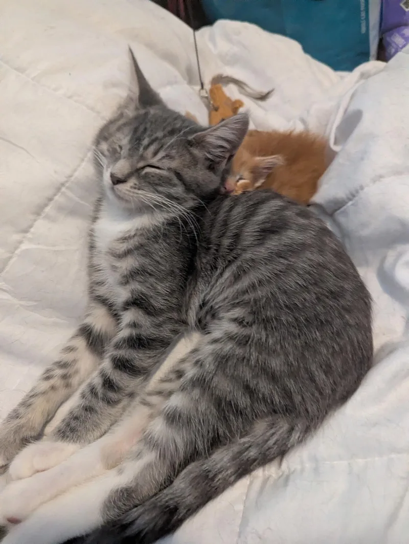 A baby medium-sized male Tabby (Gray / Blue / Silver) Tabby cat named Purrcy & Pearl for adoption in Brentwood, CA