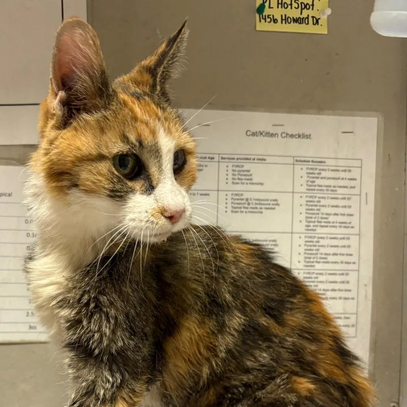 A senior medium-sized female Calico Domestic Short Hair cat named Pretty for adoption in Yuma, AZ