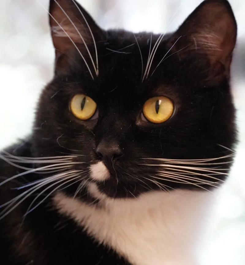 An adult medium-sized female Black & White / Tuxedo Domestic Short Hair cat named Fiona Apple for adoption in Grants Pass, OR