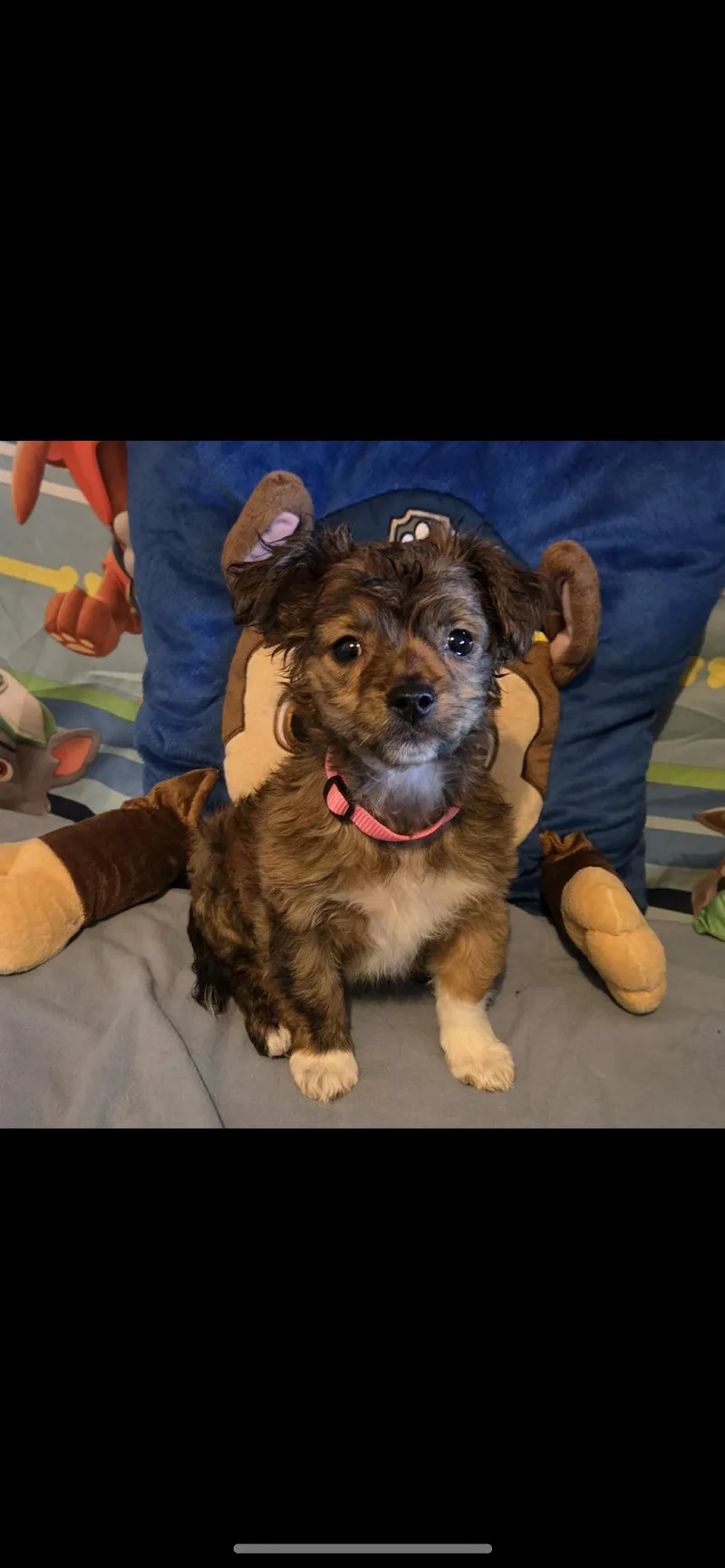 Amber thumbnail 3