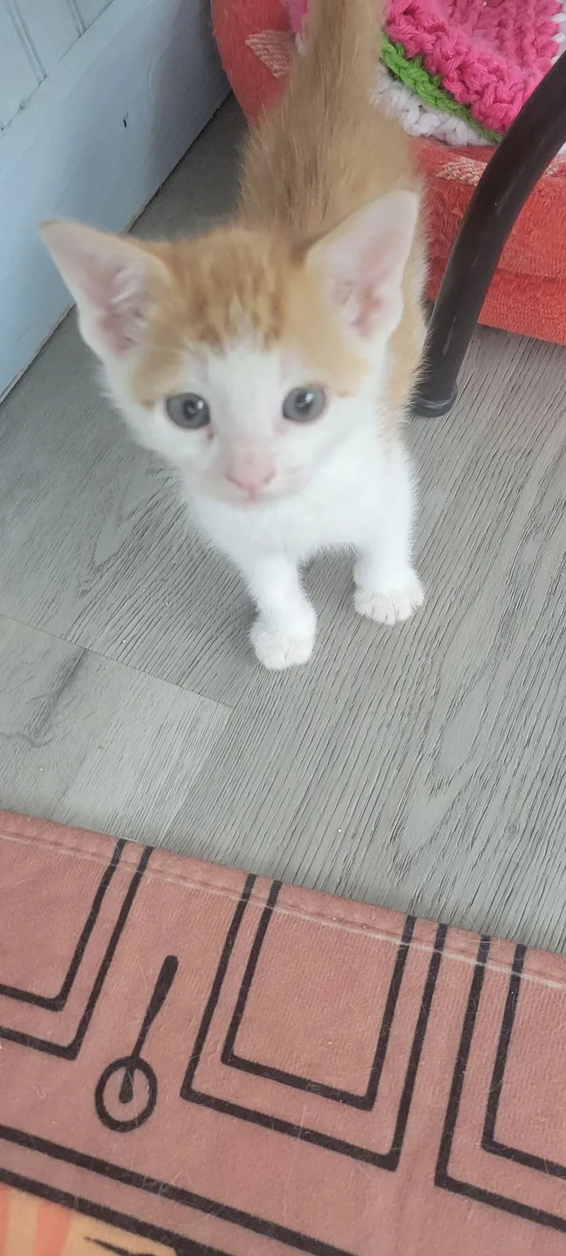 A baby medium-sized male American Shorthair cat named Moe for adoption in Roanoke, AL