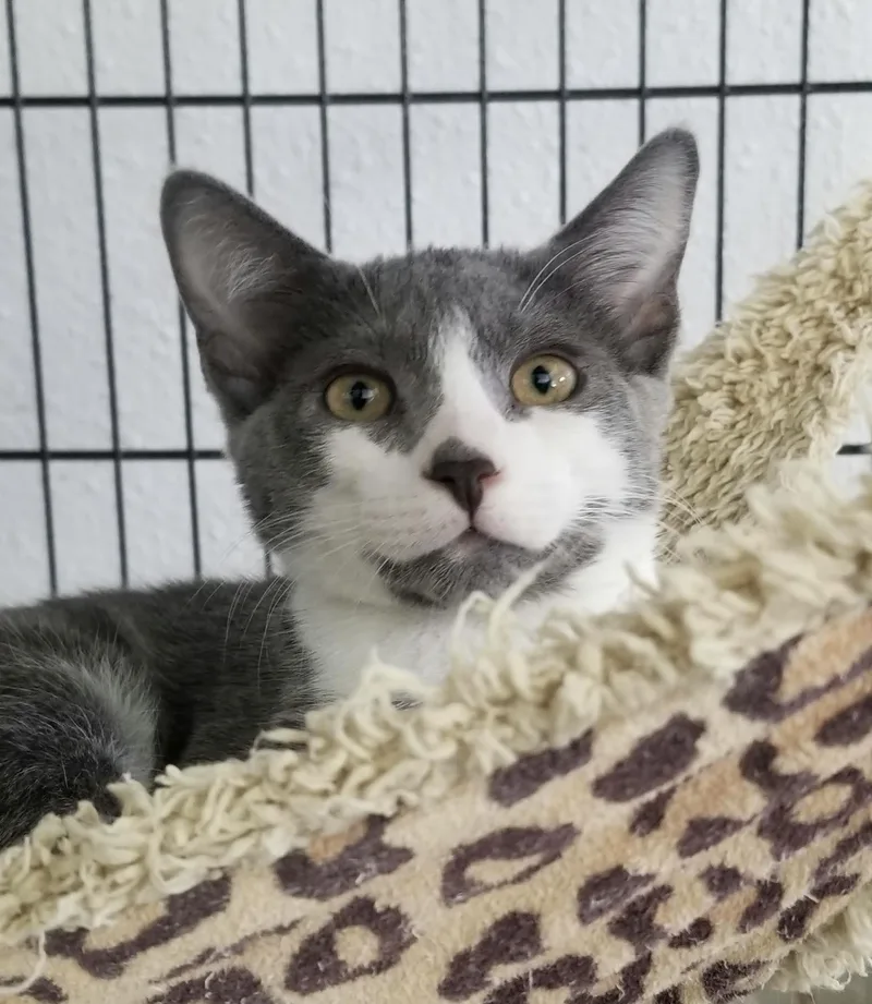 A baby large-sized male Gray & White Domestic Short Hair cat named 0928-2620 for adoption in Turlock, CA