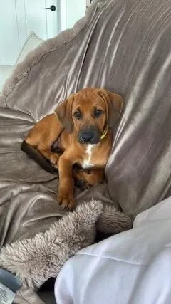 A baby small-sized female Brown / Chocolate Hound dog named Rosie for adoption in Colorado Springs, CO
