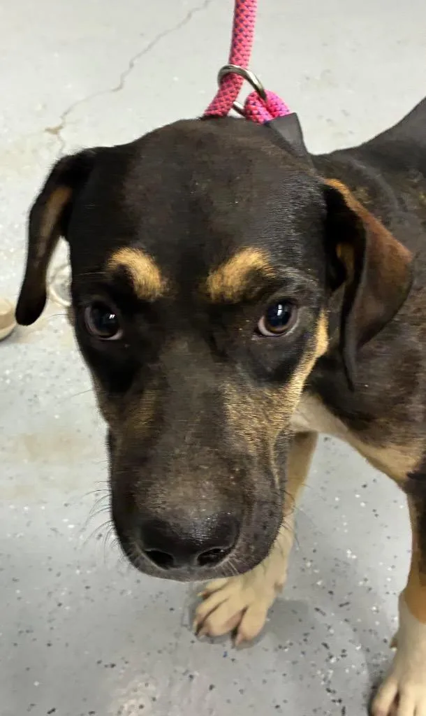 A baby medium-sized male Shepherd dog named Snickers for adoption in Beebe, AR