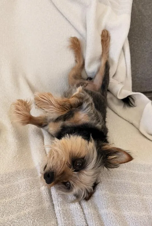 An adult small-sized male Yorkshire Terrier dog named Dino for adoption in Osteen, FL