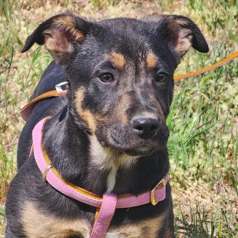 A baby medium-sized female German Shepherd Dog dog named Opal for adoption in Oroville, WA