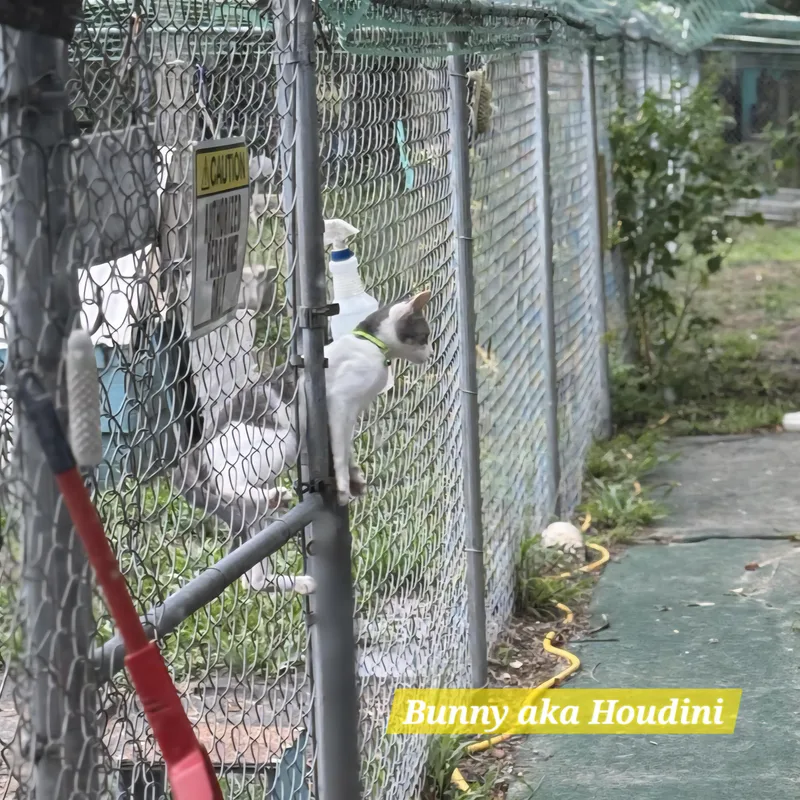 An adult small-sized female Domestic Short Hair cat named Bunny for adoption in Spring Hill, FL