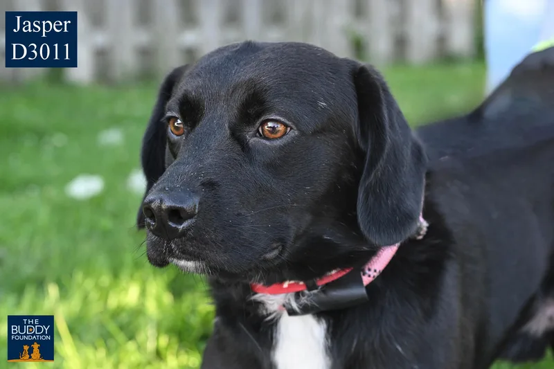 A young large-sized male Labrador Retriever dog named Jasper for adoption in Arlington Heights, IL