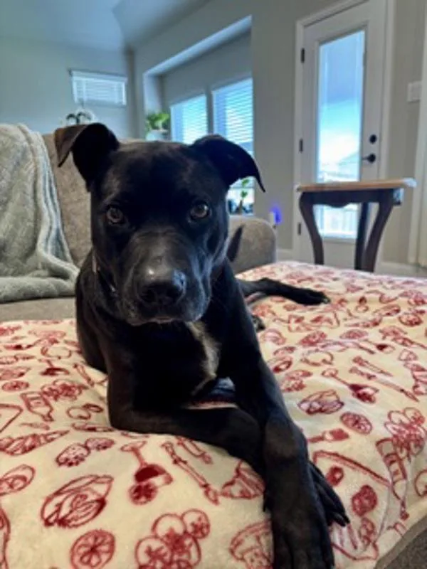 An adult large-sized female Pit Bull Terrier dog named Kamilla for adoption in Stratham, NH