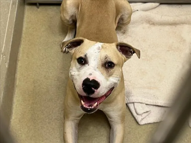 An adult medium-sized male Pit Bull Terrier dog named Rocky for adoption in Chapel Hill, NC