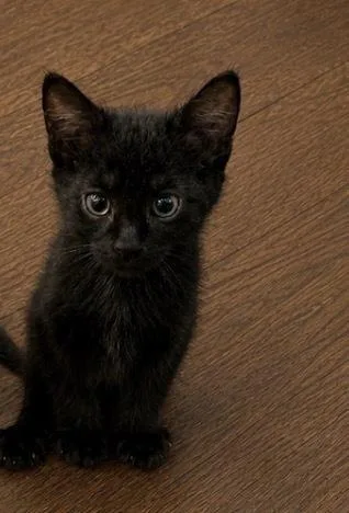 A baby small-sized male Black Domestic Short Hair cat named Bluebell for adoption in Homer Glen, IL