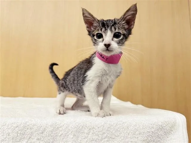 A baby small-sized female Domestic Short Hair cat named Peaches for adoption in Saint Louis, MO
