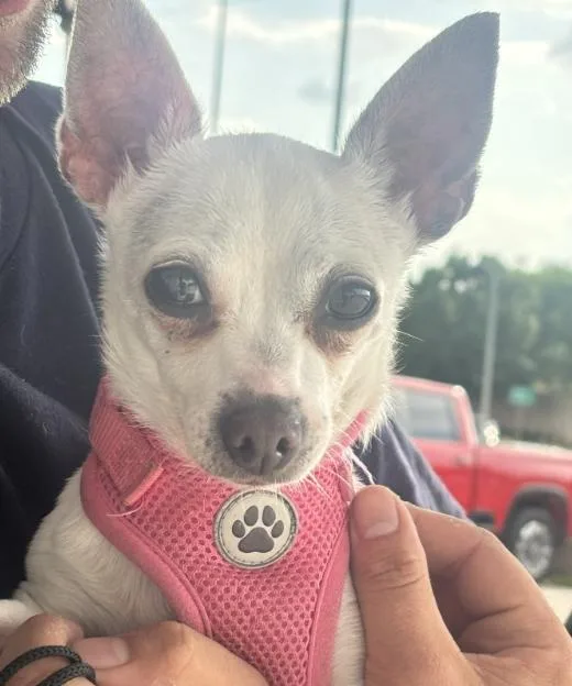 A senior small-sized female Mixed Breed dog named Izzy for adoption in Dallas, TX