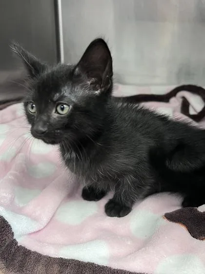 A baby small-sized male Domestic Short Hair cat named Cooper for adoption in Houston, TX