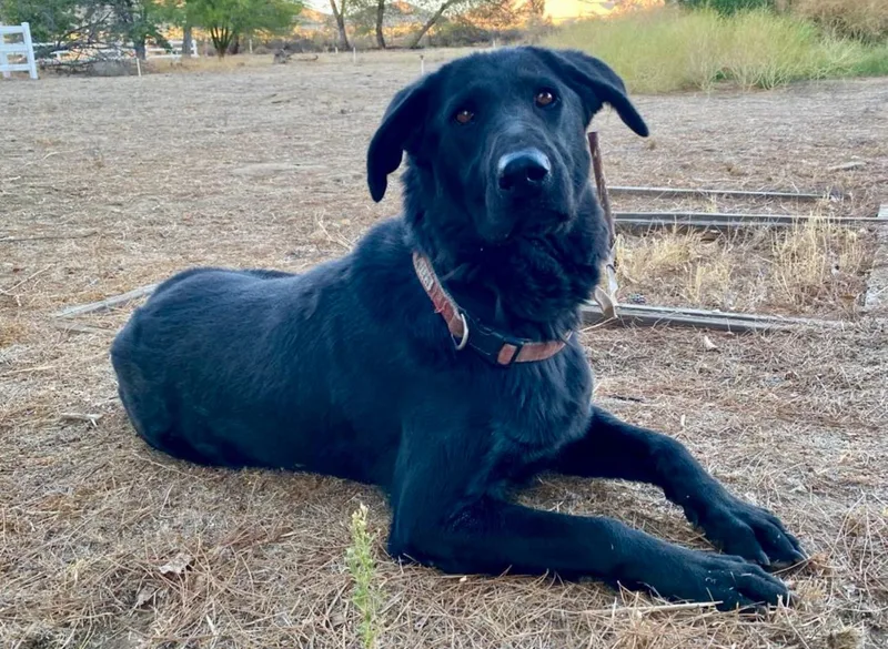 Bugs Bunny thumbnail 4