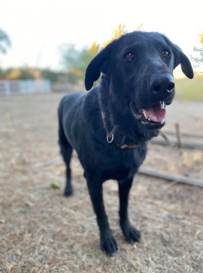 Bugs Bunny thumbnail 6