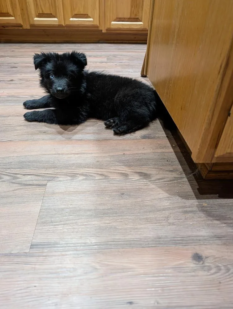 A baby medium-sized male Black Husky dog named Starlord for adoption in Waunakee, WI