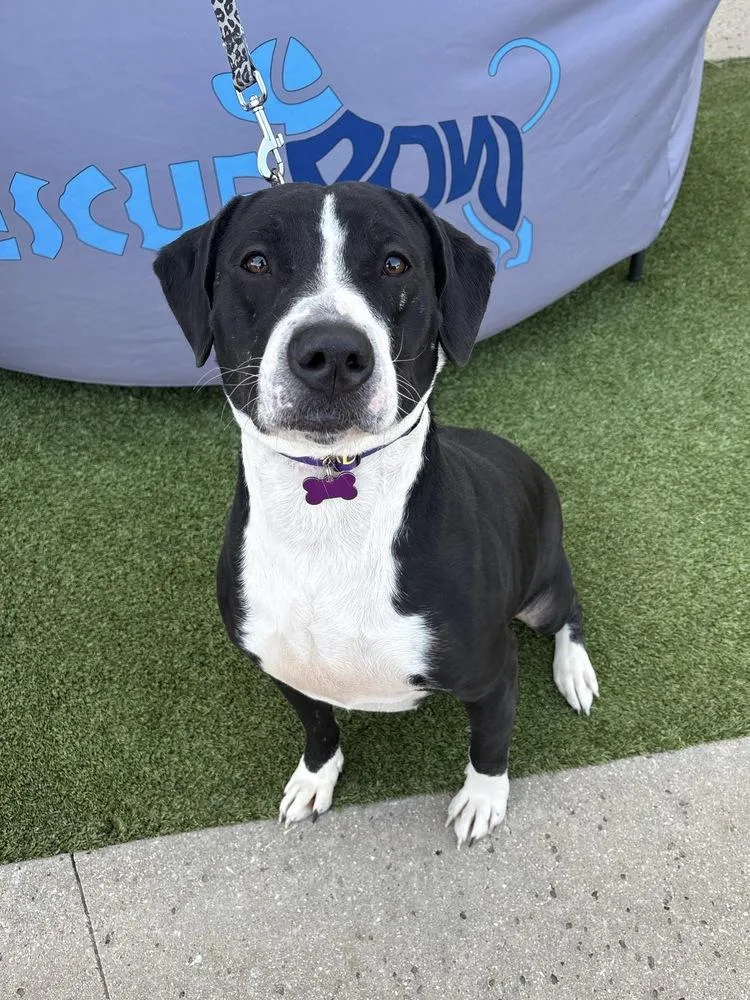 An adult large-sized female Tricolor (Brown, Black, & White) American Staffordshire Terrier dog named Maggie for adoption in Frisco, TX