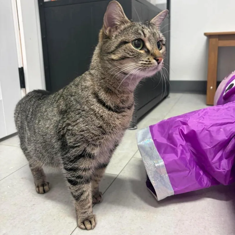 An adult medium-sized female Brown / Chocolate Domestic Short Hair cat named Margo Arc for adoption in Akron, NY