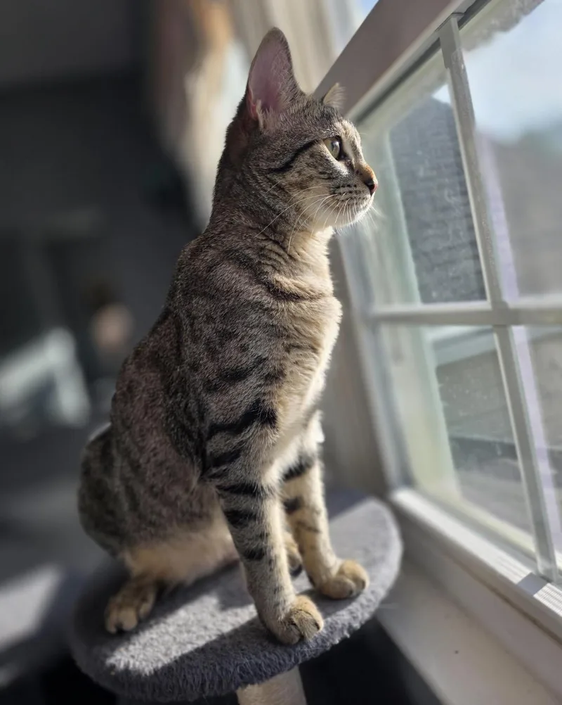 A young medium-sized female Tabby (Brown / Chocolate) Domestic Short Hair cat named Squirt for adoption in Greensboro, NC