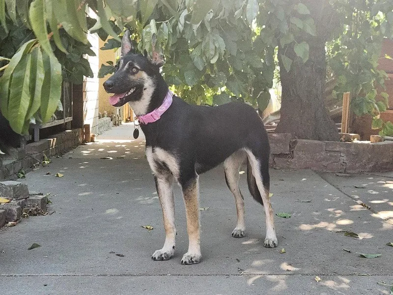 A young large-sized female German Shepherd Dog dog named Gidget for adoption in Modesto, CA