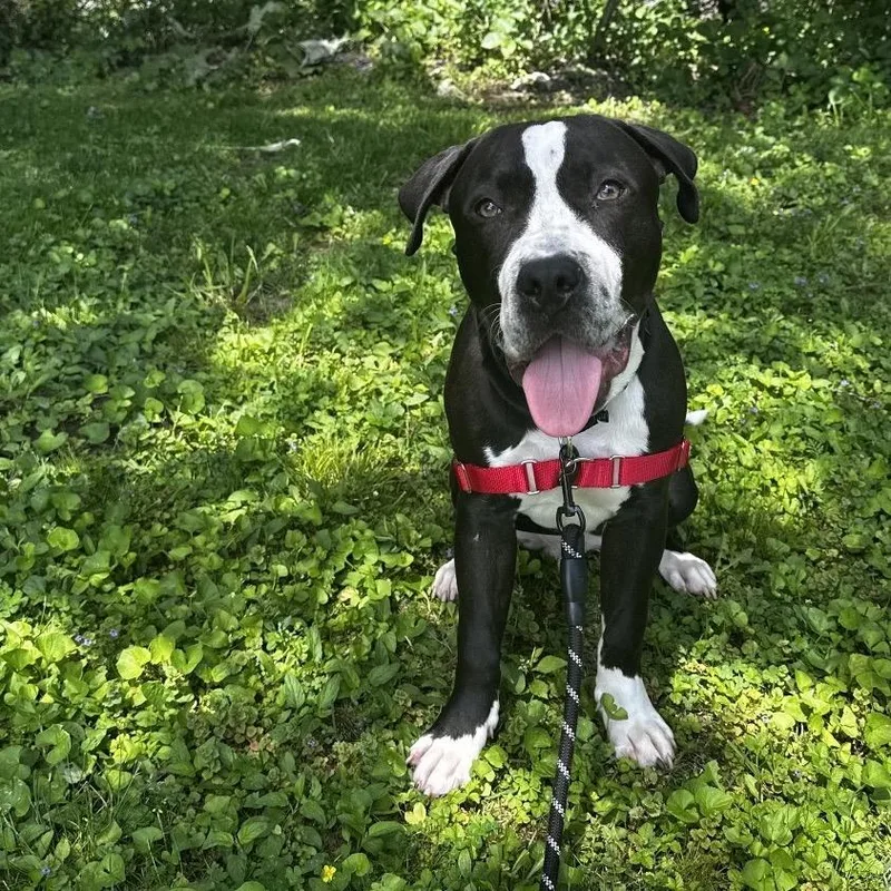 A young medium-sized male Black Mixed Breed dog named Jet Pack for adoption in Hinsdale, IL