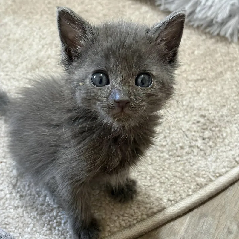 A baby medium-sized male Gray / Blue / Silver Domestic Short Hair cat named Rasp for adoption in Queen Creek, AZ