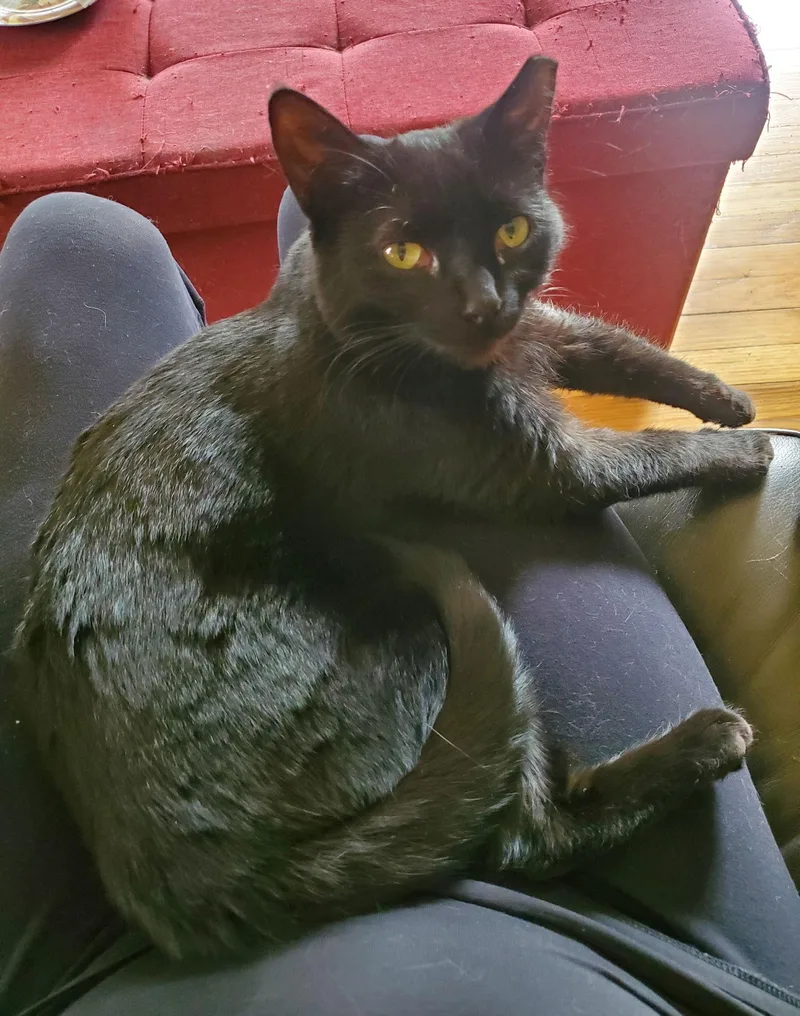 Salsarita thumbnail 3