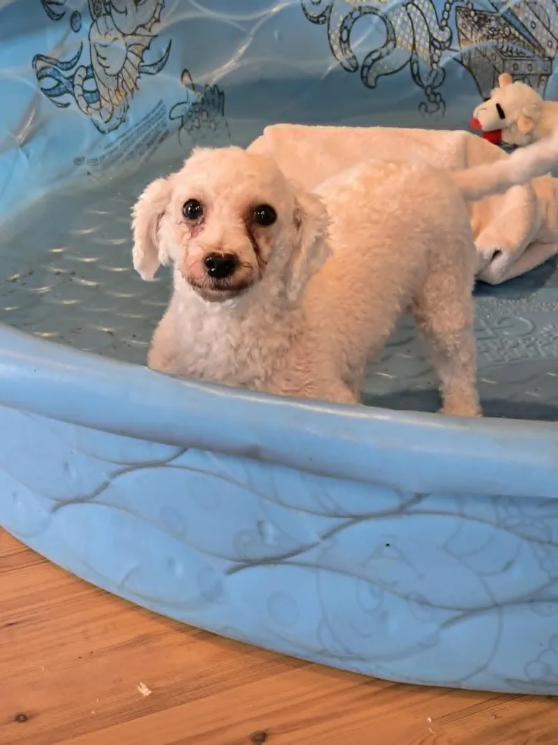 An adult medium-sized female Bichon Frise dog named Barbie Ann for adoption in Berwick, PA