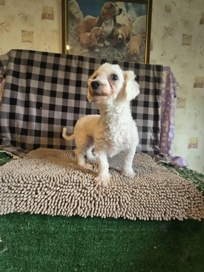 Barbie Ann thumbnail 3