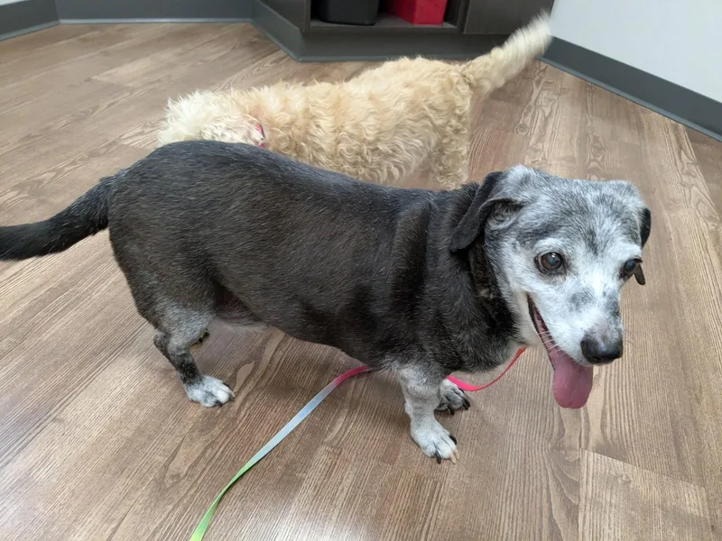 A senior small-sized male Dachshund dog named Brosnan for adoption in Powell, OH