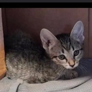 A baby small-sized male Gray / Blue / Silver Domestic Short Hair cat named Cricket for adoption in Austin, TX