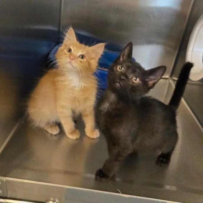 A baby extra large-sized male Black Domestic Short Hair cat named Kazoo for adoption in Los Angeles, CA