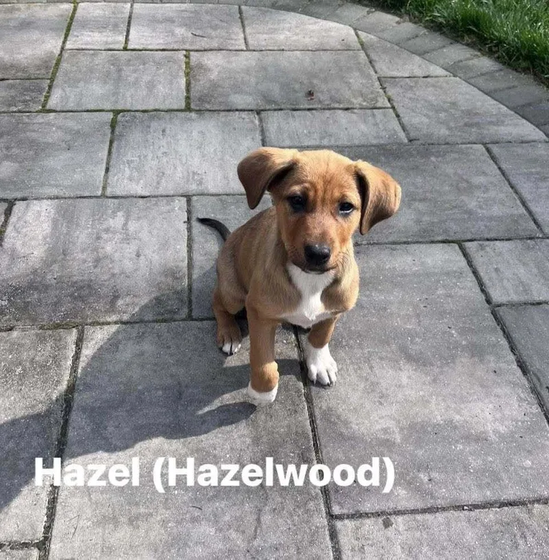 A baby large-sized female Labrador Retriever dog named Hazel for adoption in Irwin, PA