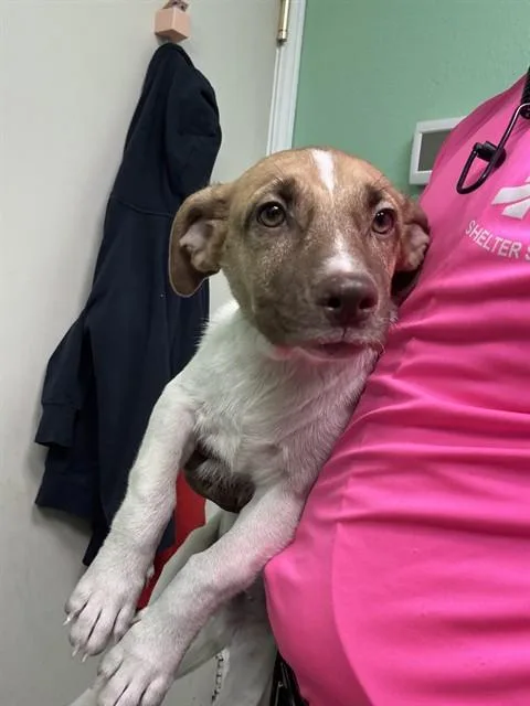 A baby small-sized male Parson Russell Terrier dog named Jack for adoption in Killeen, TX