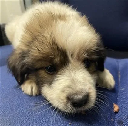 A baby large-sized male Great Pyrenees dog named Maverick A for adoption in Plano, TX