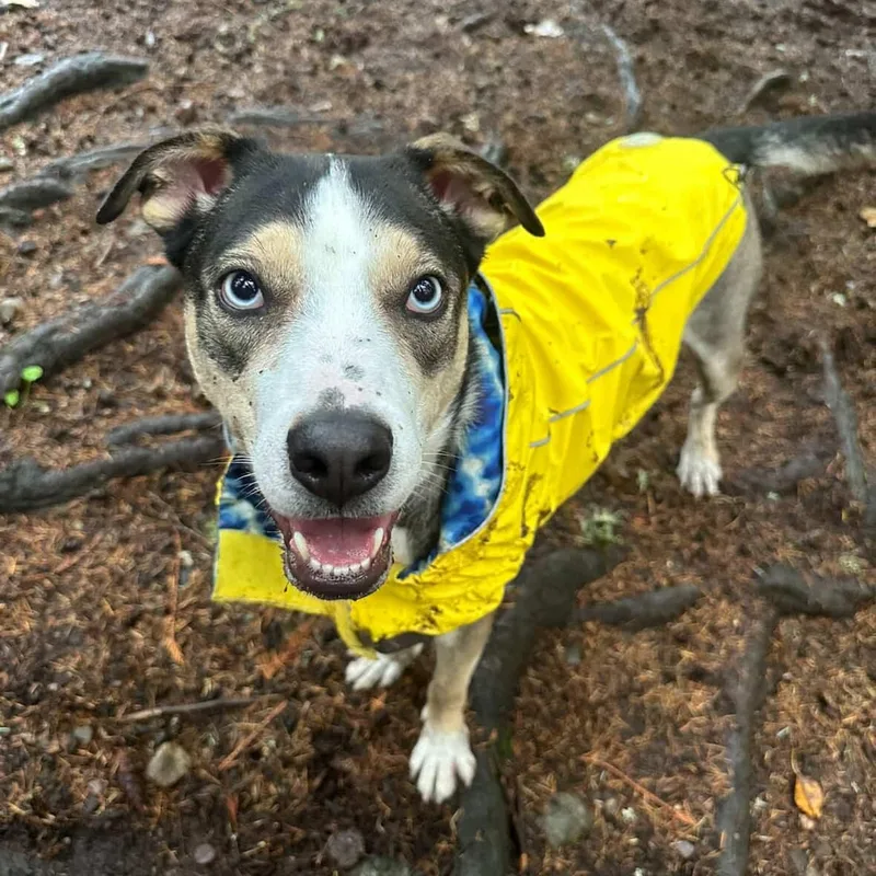 An adult medium-sized male Brown / Chocolate Husky dog named Harry Styles for adoption in Spring, TX