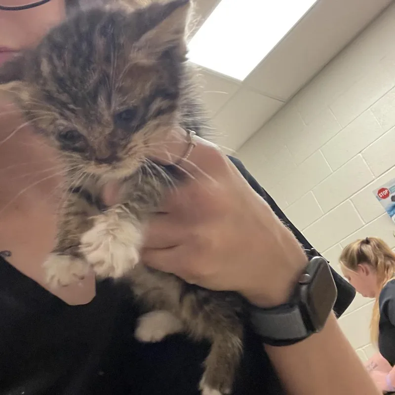 A baby small-sized female Brown / Chocolate Domestic Short Hair cat named Willow for adoption in Bristol, IN