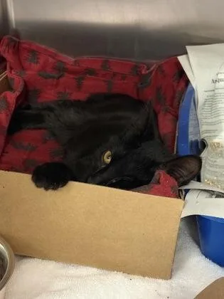 A baby small-sized male Domestic Short Hair cat named Chi Chi for adoption in West Chester, PA