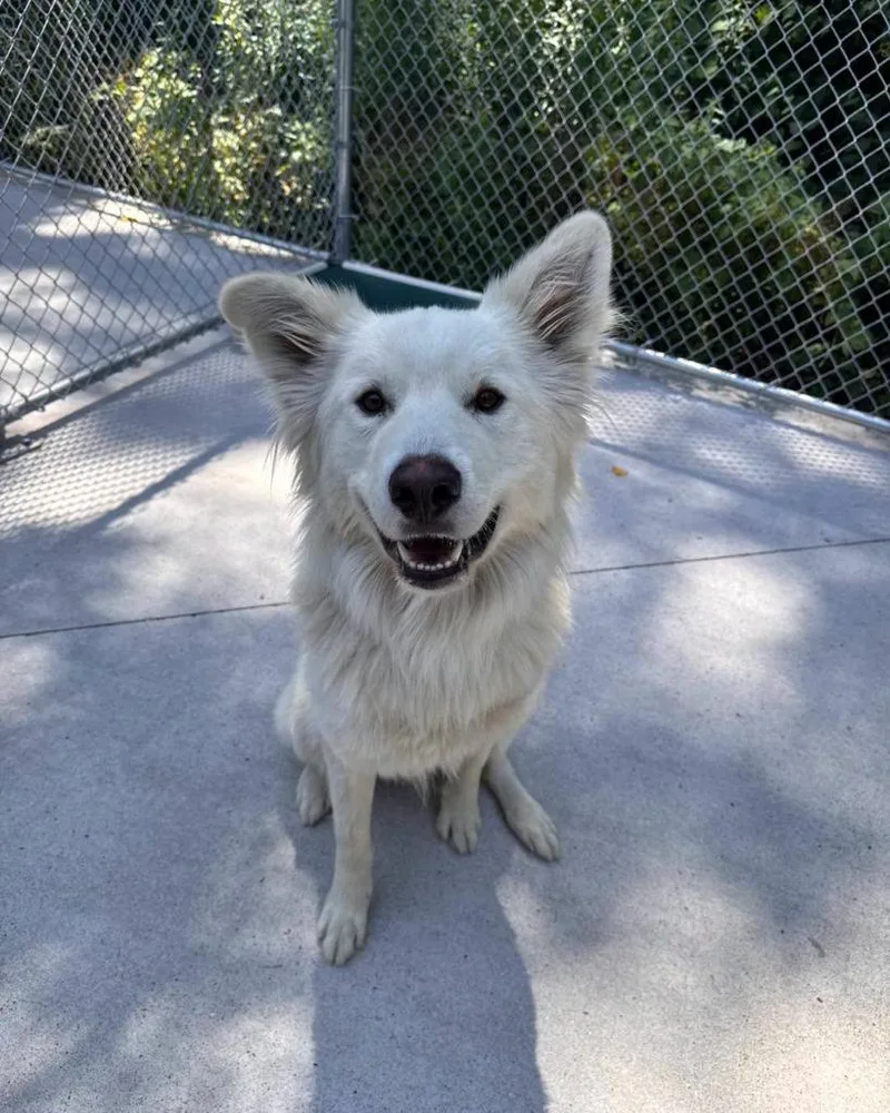 Bolt